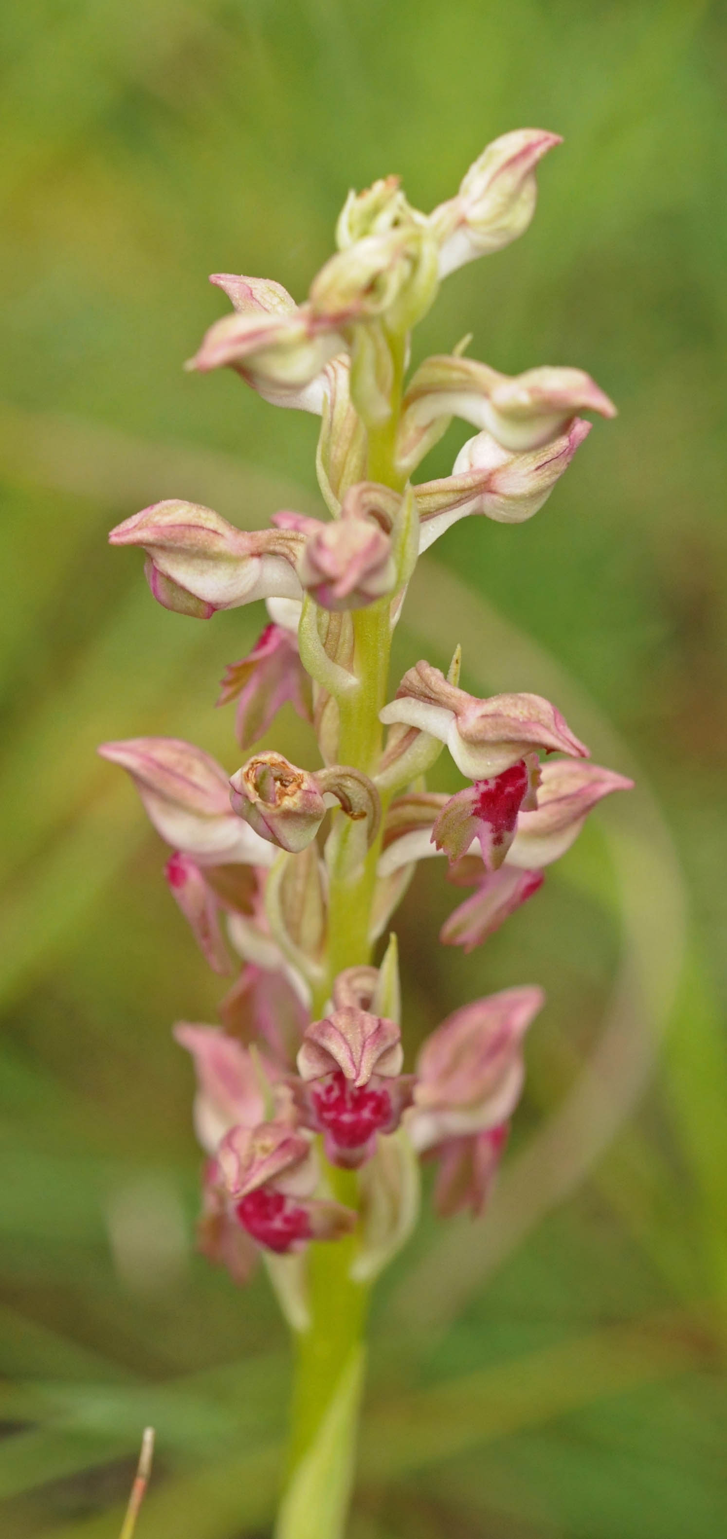 Altra Orchidea da determinare